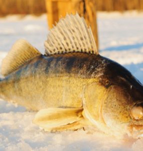 Best Ice Fishing Lures for Walleye