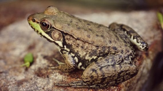 15 Best Topwater Frog Lures for Bass Fishing for 2025 ⋆ Tackle Scout