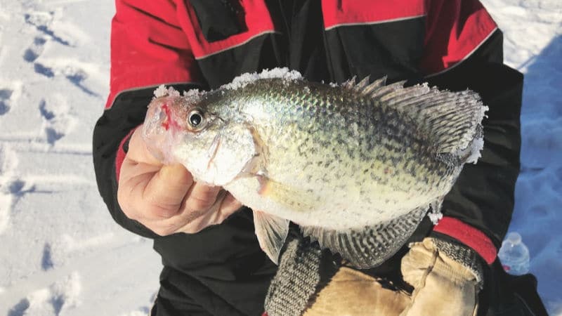 best color jig for bluegill ice fishing