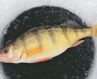 Jumbo Perch caught through the ice with a Jig