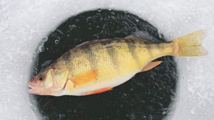 Jumbo Perch caught through the ice with a Jig