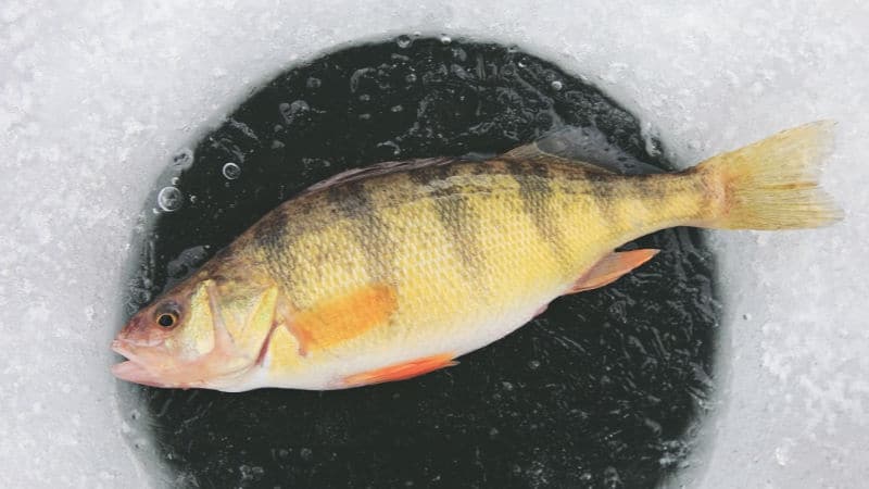10 Best Ice Fishing Lures For Perch Tackle Scout - What Size Jig For Walleye Ice Fishing