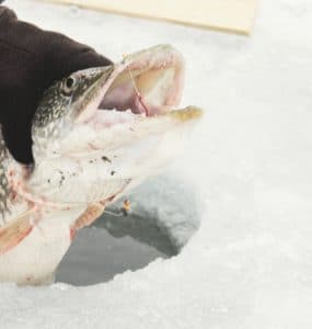 Large Northern Pike being pulled from the ice.